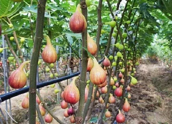摆放常识|家里能种无花果树吗