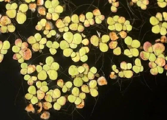 种植管理|浮萍生长速度快慢 一年能长多少