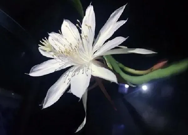 养殖科普|昙花的种植方法