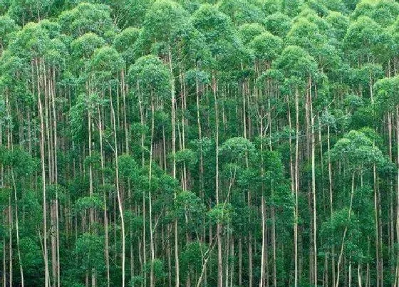 植物排行|桉树什么品种最好