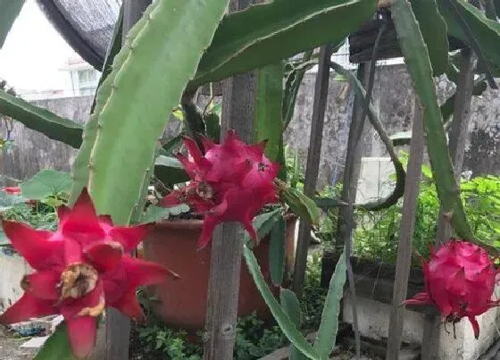 植物修剪|火龙果怎么修剪方法