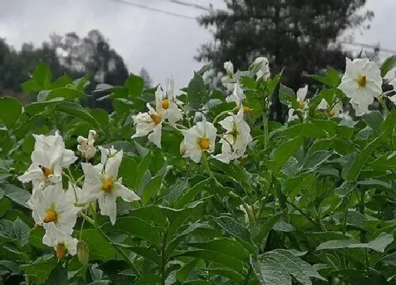 开花时间|洋芋花什么时候开花