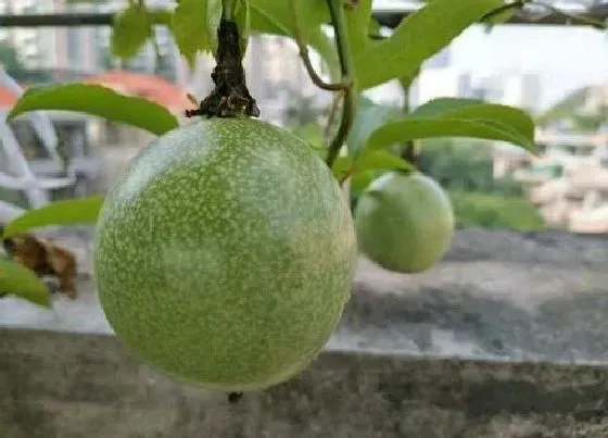 种植管理|百香果的生长周期是多长时间
