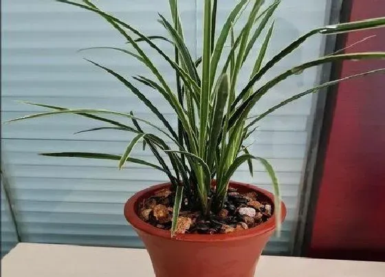 植物施肥|兰花施什么肥合适