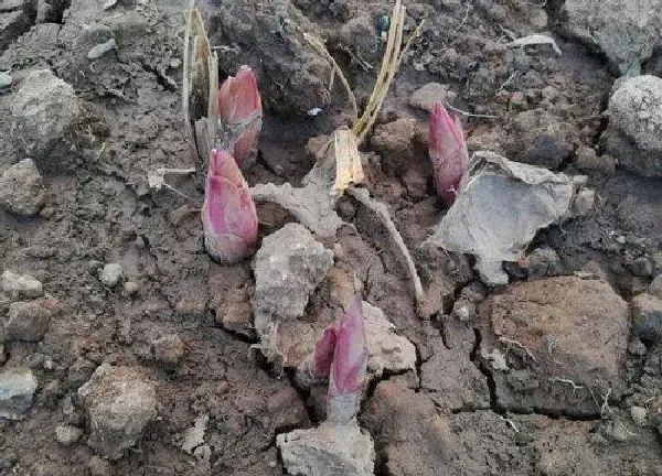 植物发芽|牡丹花什么时候发芽长叶