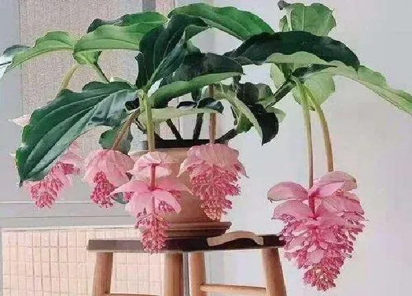 养殖科普|灯笼花好养吗 养殖方法和养护要点