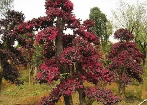 植物百科|红积木树值钱吗 市场价格