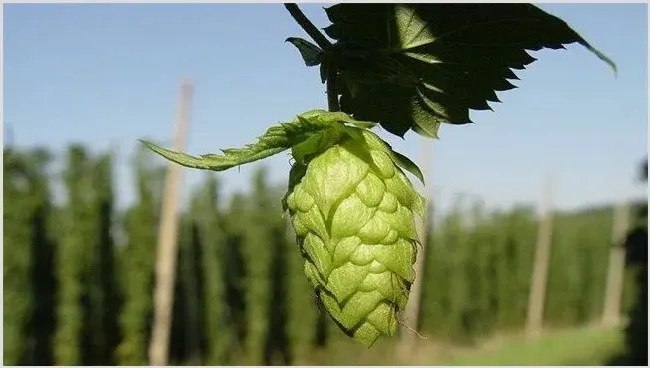 啤酒花的田间种植管理技术 | 自然知识