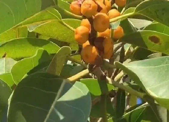 果实科普|榕树的果实有什么用