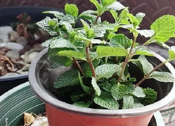 摆放常识|客厅适合放什么植物