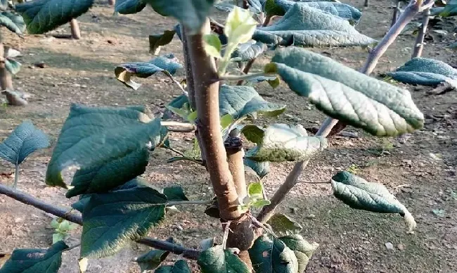植物嫁接|果树芽接什么时候最好，最佳芽接时间、方法及注意事项）