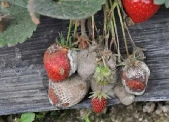 植物病害|草莓菌核病用什么药