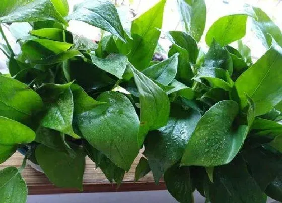 植物种类|阴性植物盆栽有哪些