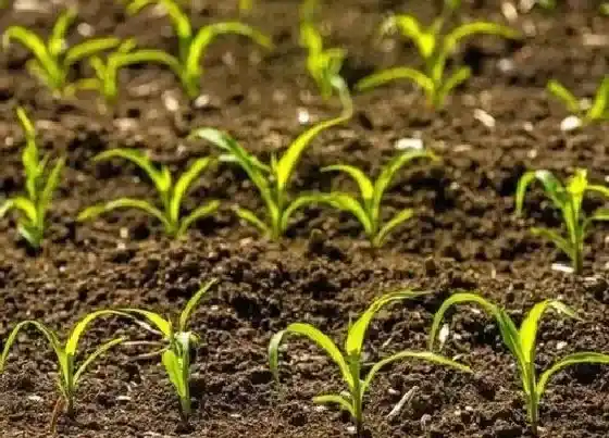植物育苗|玉米种子怎么发芽快 种子发芽温度是多少