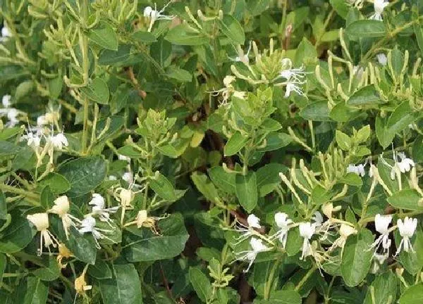 植物移栽|金银花移栽注意事项 何时移栽合适