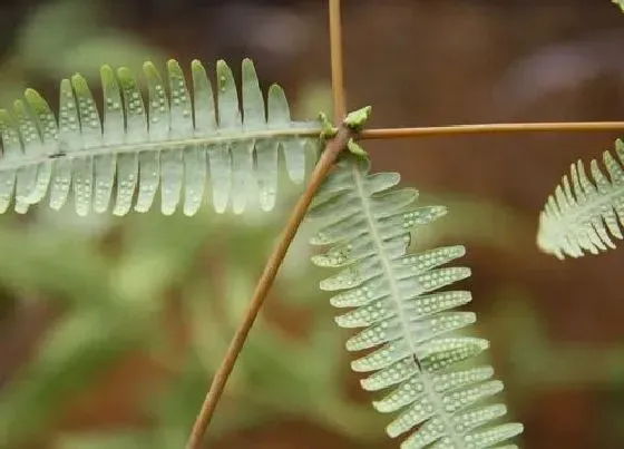 生长环境|能探测黄金的植物 靠近什么植物能找到黄金