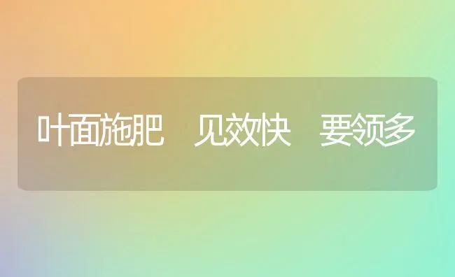 叶面施肥 见效快 要领多 | 种植肥料施肥