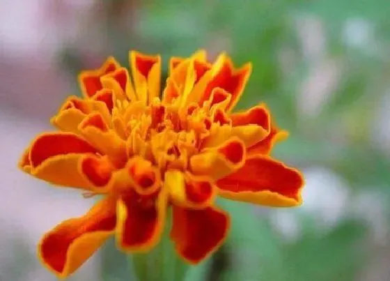 植物百科|多年生的花卉有哪些品种 常见的多年生矮花卉品种