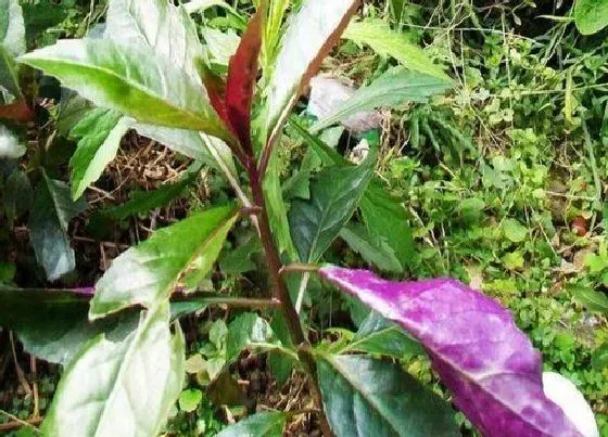生长环境|补血菜的生长环境及生长地方条件