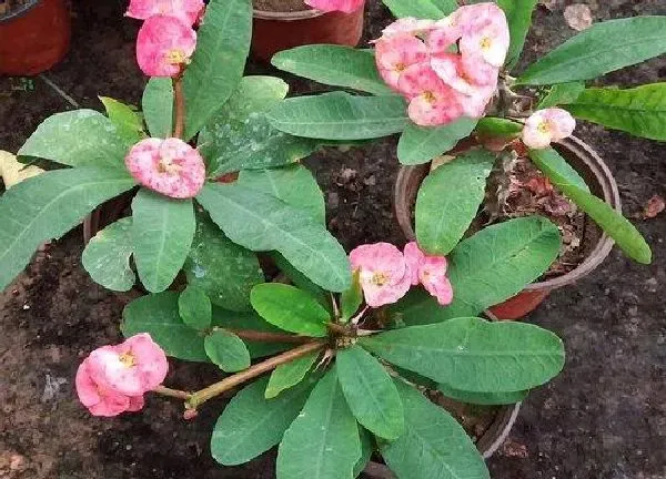 植物浇水|刺梅几天浇一次水比较好