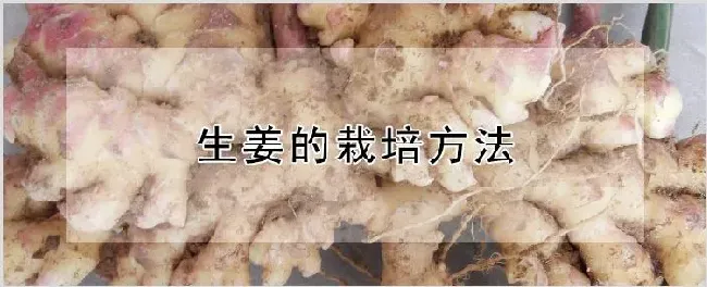 生姜的栽培方法 | 自然知识