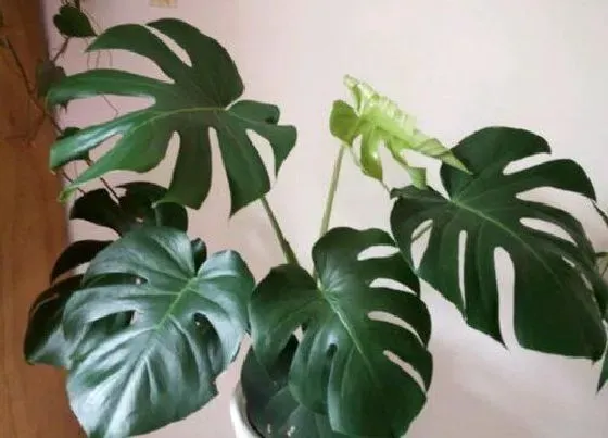 植物种类|热带植物品种大全