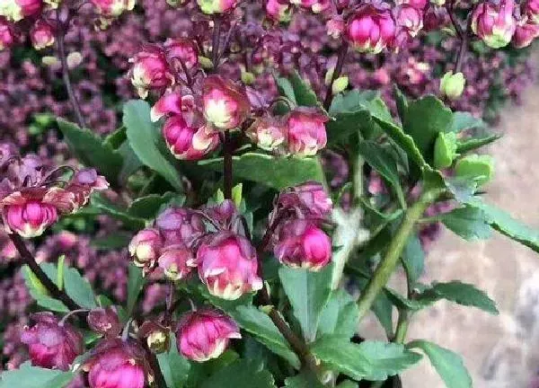 养殖科普|灯笼花好养吗 养殖方法和养护要点