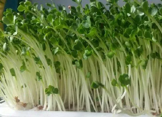 植物种类|不喜欢阳光的蔬菜有哪些 需要阳光少的蔬菜品种
