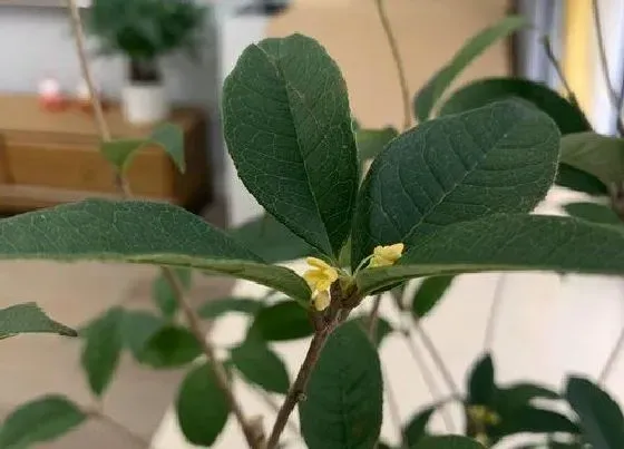 植物百科|桂花树又叫什么树