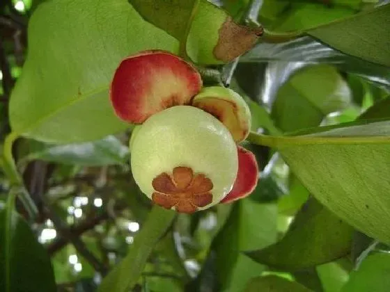 果实科普|山竹几月开花结果 什么时候开花结果