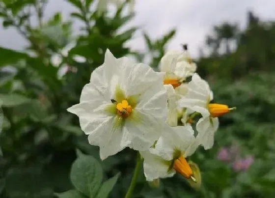 开花时间|洋芋花什么时候开花