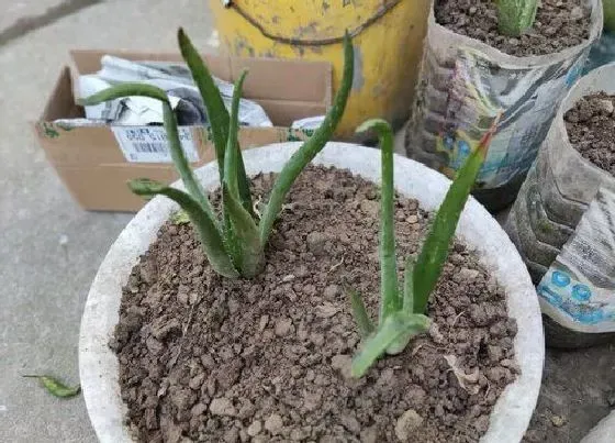 摆放常识|教室适合放什么植物