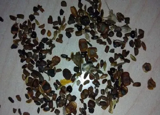 种植育种|雏菊种子什么时候种植最好
