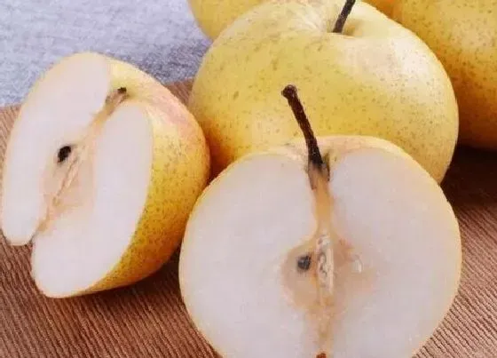 食用技巧|梨子怎么挑选好吃的