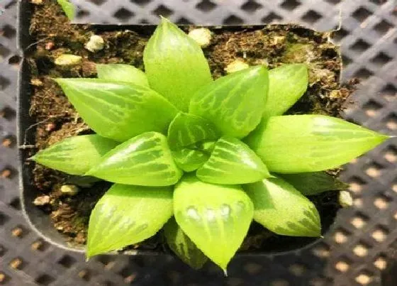 植物繁殖|多肉玉露怎么繁殖方法和注意事项