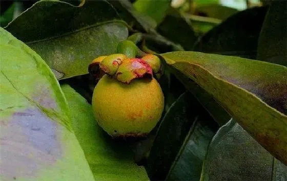 果实科普|山竹几月开花结果 什么时候开花结果