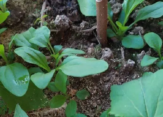 植物百科|苏麻是什么植物类别