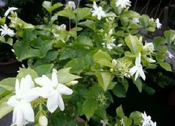 开花时间|笔尖茉莉一年开几次花 一年最多开三次花期