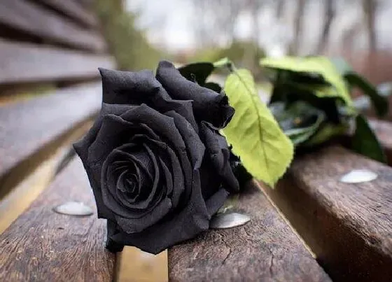 花卉百科|代表病娇的花