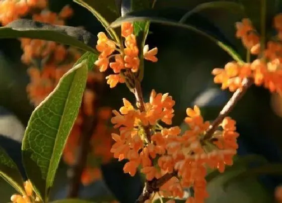 开花时间|桂花状元红一年开几次花