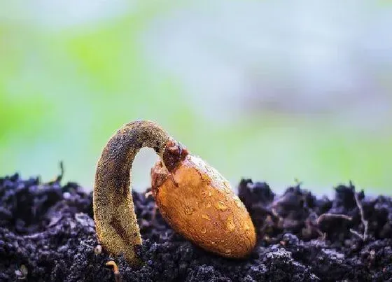 种植育种|榴莲核能种吗 榴莲里面的种子怎么种盆栽