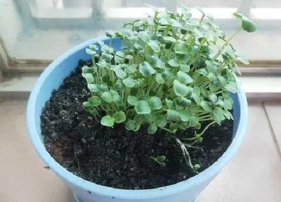 种植方法|凤仙花种植时间和方法