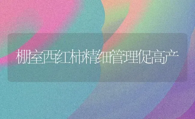 棚室西红柿精细管理促高产 | 蔬菜种植