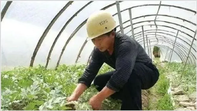 西瓜整枝压蔓是为了干什么 | 种植技术