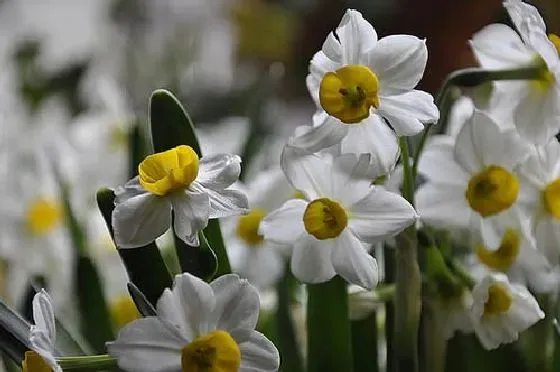 开花时间|水仙花什么时候开花季节 一般几点钟开放