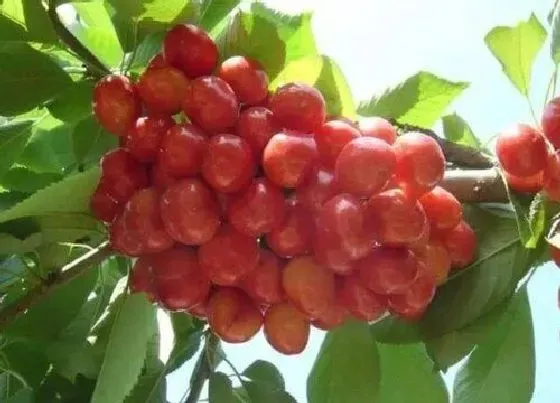 种植百科|广西可以种樱桃吗
