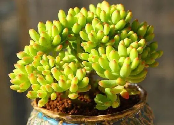 植物寓意|多肉开花预示着什么意思