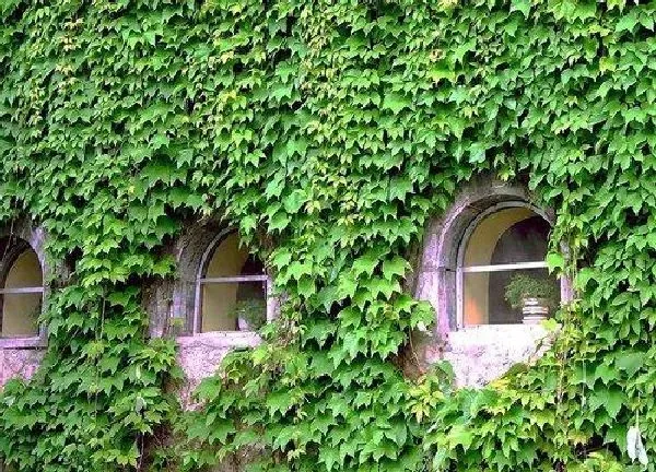 植物移栽|爬山虎什么时候移栽最适宜