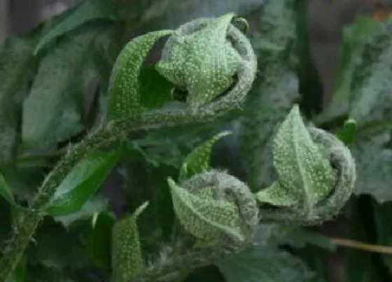 植物种类|贯众是裸子植物吗