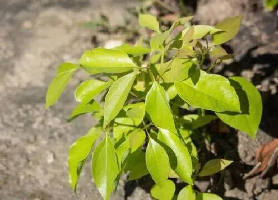 种植位置|家里可以种樟树吗